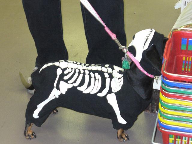 beagle skeleton